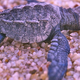 Image for article titled Awful Tourists Turned Away Nesting Sea Turtles in Costa Rica